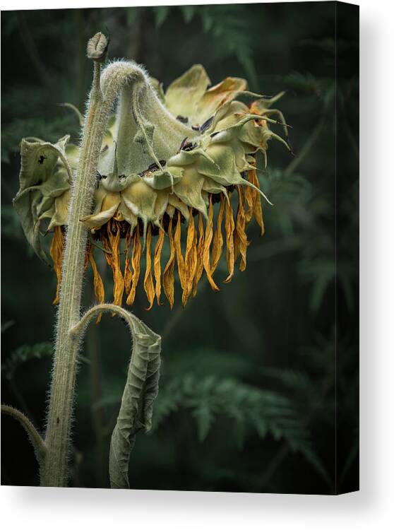 Sunflower Canvas Print featuring the photograph Party's Over by Brad Bellisle