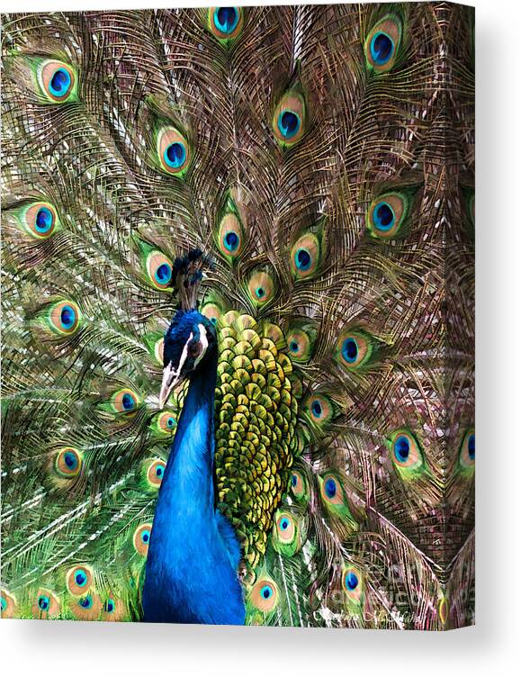 Peacock Canvas Print featuring the photograph Peacock Extravaganza by Barbara McMahon