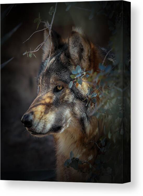 Mexican Grey Wolves Canvas Print featuring the photograph Peeking Out From The Shadows by Elaine Malott