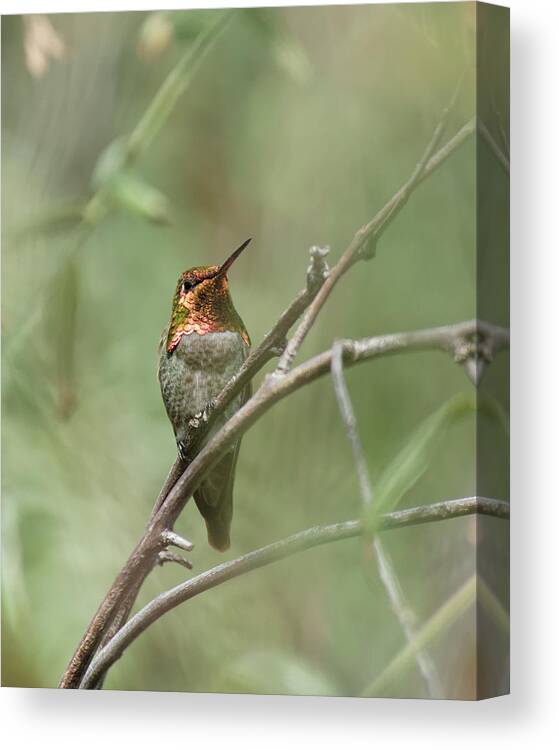 Darin Volpe Animals Canvas Print featuring the photograph Pepper Tree Ornament No. 2 -- Anna's Hummingbird in Templeton, California by Darin Volpe