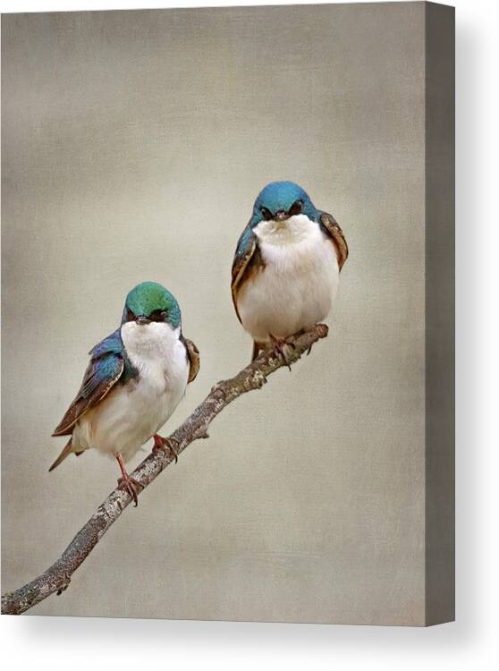 Tree Swallow Canvas Print featuring the photograph Perching Tree Swallows by Susan Rissi Tregoning