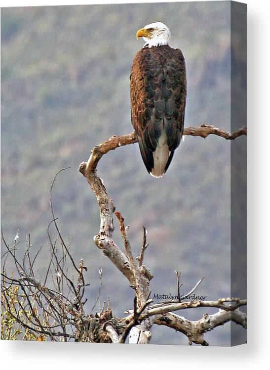 Eagle Canvas Print featuring the photograph Phoenix Eagle by Matalyn Gardner