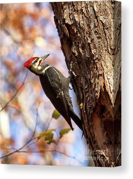 Pileated Woodpecker Canvas Print featuring the photograph Pileated Woodpecker by Phil Spitze