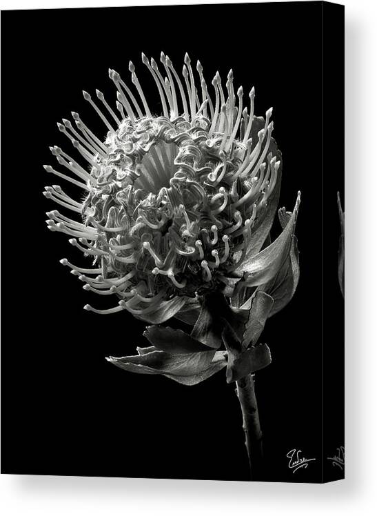 Flower Canvas Print featuring the photograph Pincushion Protea in Black and White by Endre Balogh