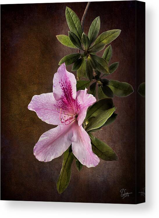 Flower Canvas Print featuring the photograph Pink Azalea by Endre Balogh