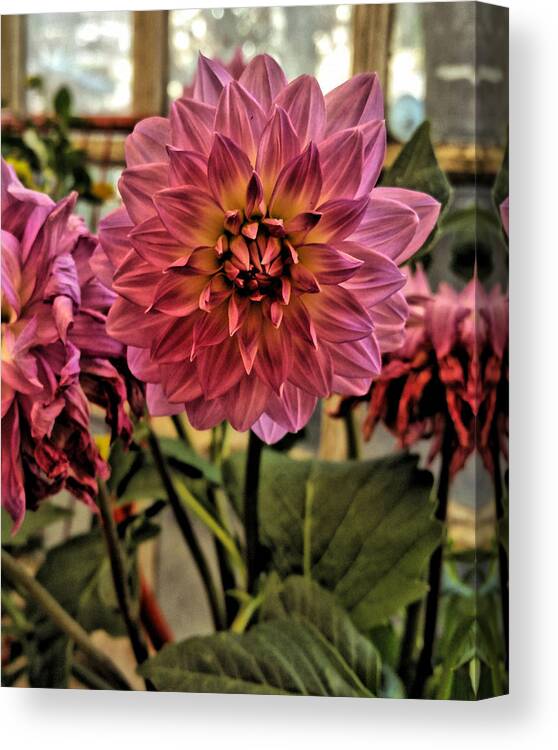 Painted Photo Canvas Print featuring the painting Pink Dahlias by Bonnie Bruno