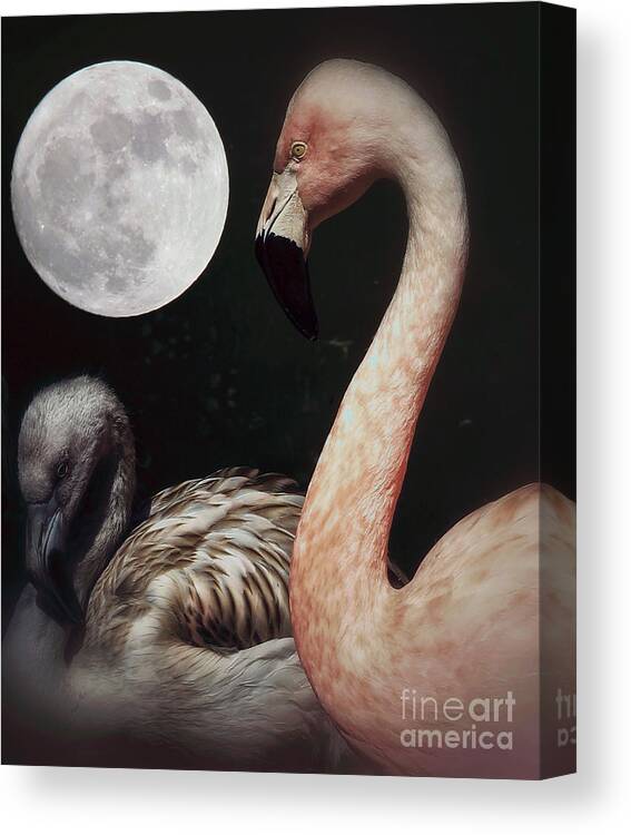 Flamingos Canvas Print featuring the photograph Pink Flamingo Moon 2 by Toma Caul