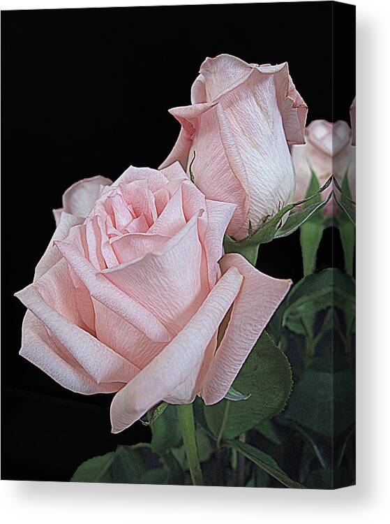 Rose Canvas Print featuring the photograph Pink Persuasion by Suzy Piatt