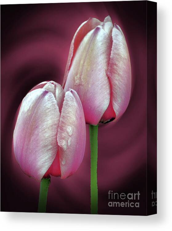 Tulip Canvas Print featuring the photograph Pink Tulip Pair by Smilin Eyes Treasures