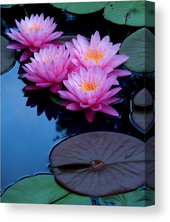 Nature Canvas Print featuring the photograph Pink Waterlilies by Sharon Williams Eng