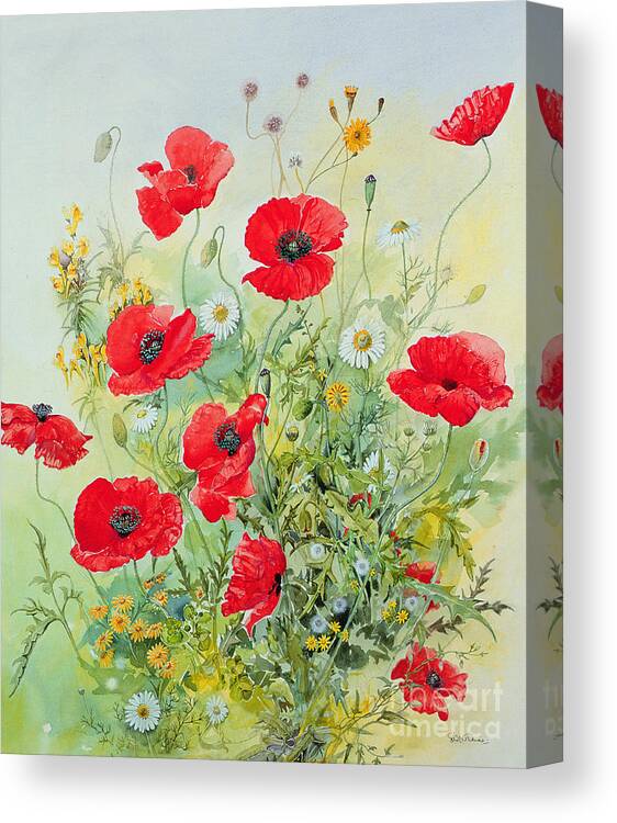 Flowers; Botanical; Flower; Poppies; Mayweed; Leaf; Leafs; Leafy; Flower; Red Flower; White Flower; Yellow Flower; Poppie; Mayweeds Canvas Print featuring the painting Poppies and Mayweed by John Gubbins