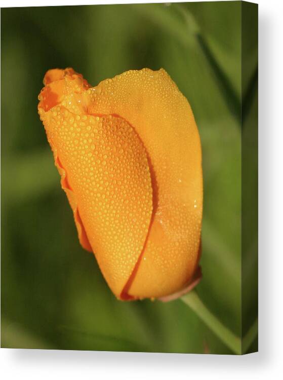 Poppy Canvas Print featuring the photograph Poppy Morning Dew by Jeff Floyd CA