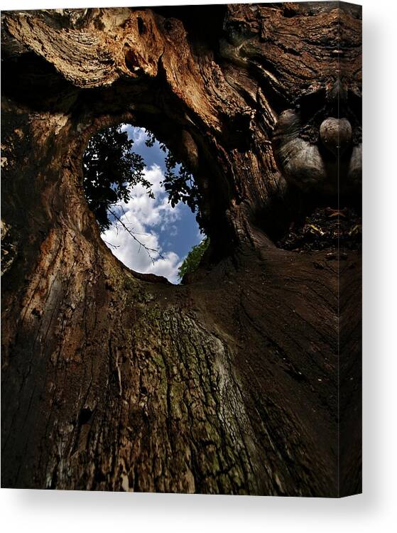 Tree Canvas Print featuring the photograph Portal by Neil Shapiro