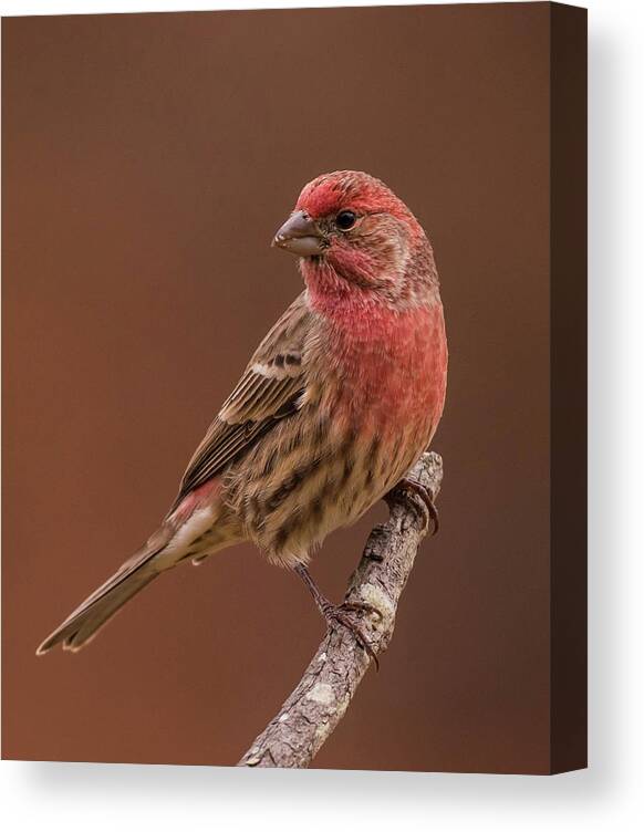Bird Canvas Print featuring the photograph Portrait of a Finch by Jody Partin