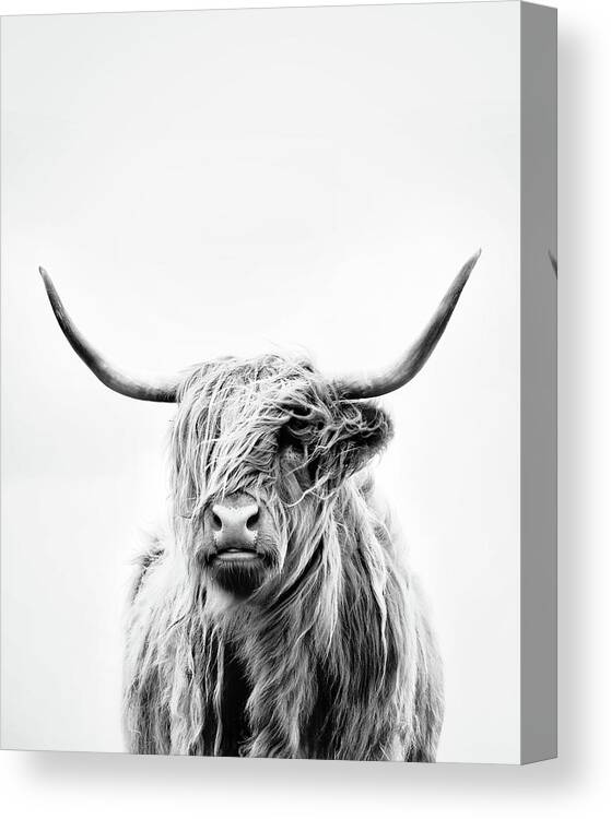 Animals Canvas Print featuring the photograph Portrait Of A Highland Cow - Vertical Orientation by Dorit Fuhg