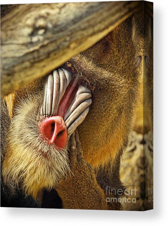 Mandrill Canvas Print featuring the photograph Portrait of a Mandrill Peeking From Behind a Tree altered version by Jim Fitzpatrick
