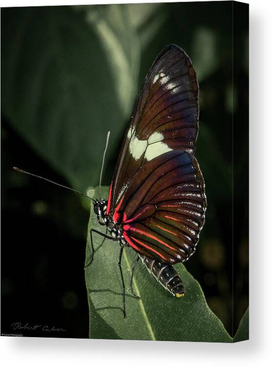 Butterfly Canvas Print featuring the photograph Postman by Robert Culver