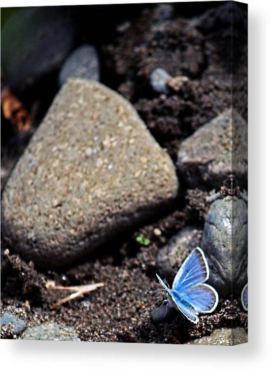 Butterfly Canvas Print featuring the photograph Pretty Butterfly by Cherie Duran