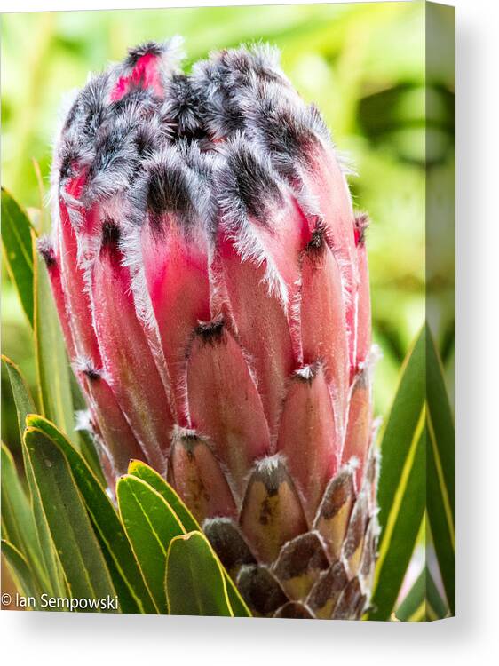 Hawaii Canvas Print featuring the photograph Pretty in Protea by Ian Sempowski