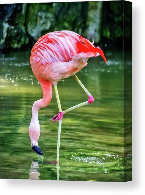 Flamingo Canvas Print featuring the photograph Pretty Pink Flamingo by Anthony Murphy