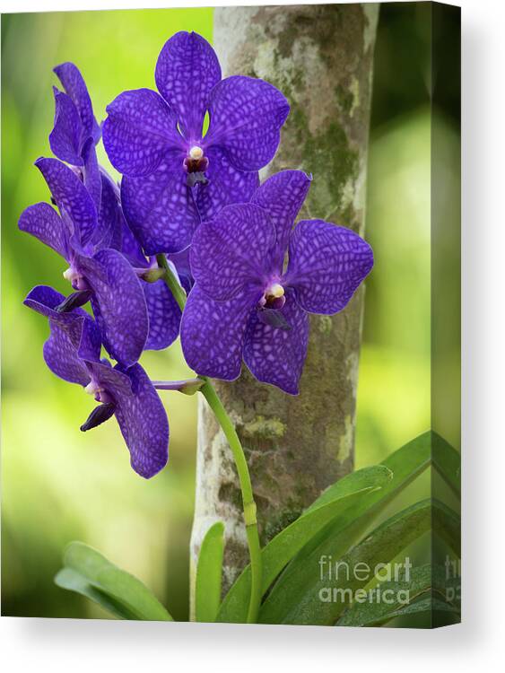 Flower Canvas Print featuring the photograph Pretty Purple Orchds by Sabrina L Ryan
