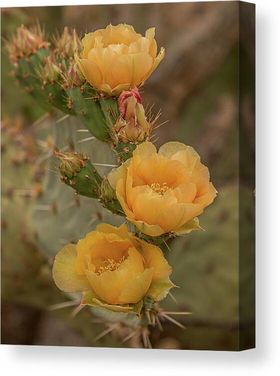 Cactus Canvas Print featuring the photograph Prickly Pear Blossom Trio by Teresa Wilson