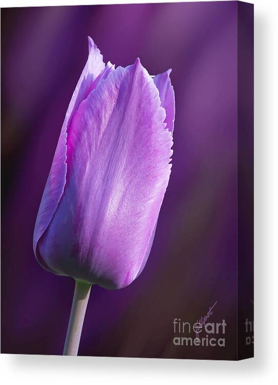 Tulip. Pink Purple Nature Canvas Print featuring the photograph Purple Tulip by Bon and Jim Fillpot