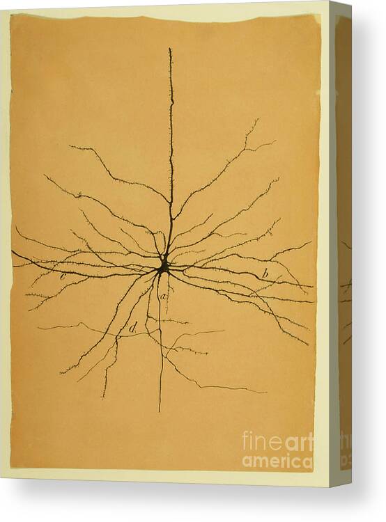 Pyramidal Cell Canvas Print featuring the photograph Pyramidal Cell In Cerebral Cortex, Cajal by Science Source