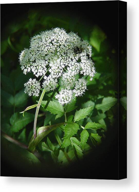 Forest Canvas Print featuring the photograph Queen Ann Lace by Shirley Heyn