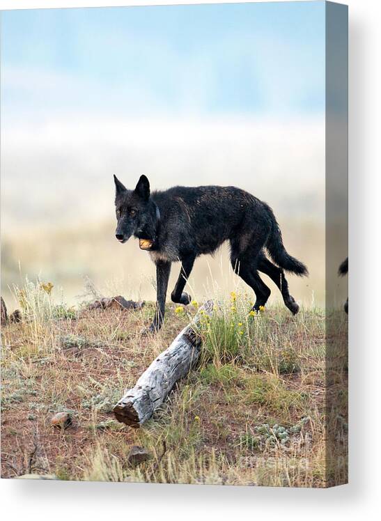 Wolf Canvas Print featuring the photograph Queen of Lamar Valley by Deby Dixon