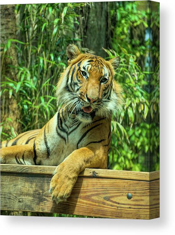 Tiger Canvas Print featuring the photograph Reclining Tiger by Artful Imagery