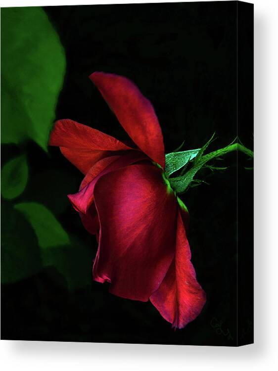 California Canvas Print featuring the photograph Red beauty by Camille Lopez