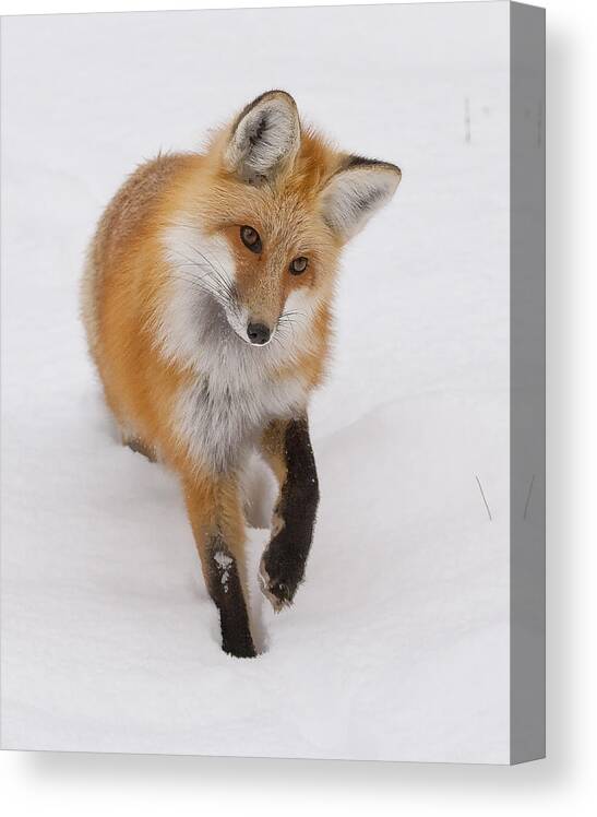 Red Fox Canvas Print featuring the photograph Red Fox Portrait by Mark Miller