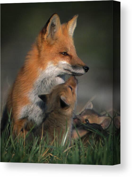 Johnson County Canvas Print featuring the photograph Red Fox Mother and Kits by Jeff Phillippi