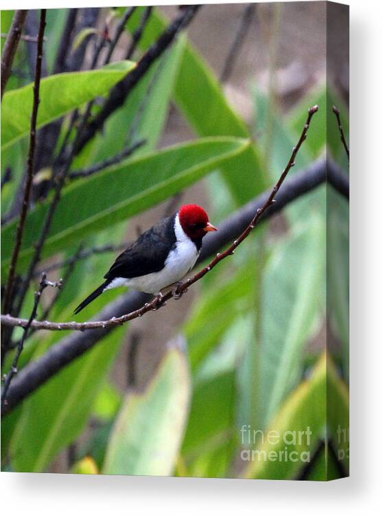 Red Head Canvas Print featuring the photograph Red Head by Jennifer Robin