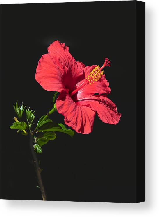 Black Canvas Print featuring the photograph Red Hibiscus by Dawn Key