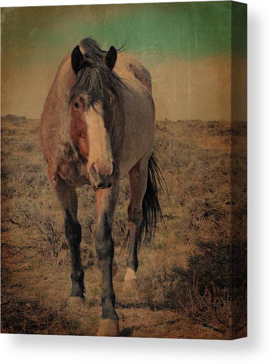 Red Canvas Print featuring the photograph Red Roan and Sage Brush by Amanda Smith