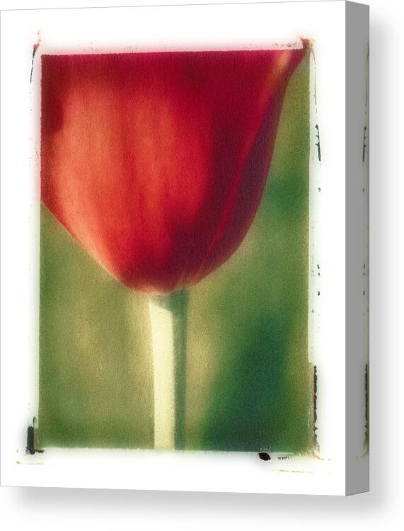 Spring Canvas Print featuring the photograph Red Tulip by Joye Ardyn Durham