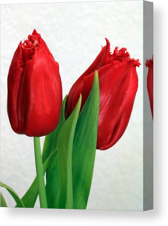 Nature Canvas Print featuring the photograph Red Tulips on White by Sheila Brown