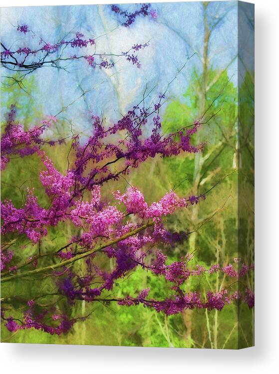Devils Den State Park Canvas Print featuring the photograph Redbud Tree by James Barber