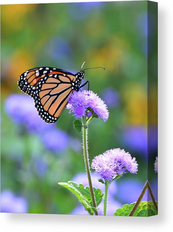 Monarch Canvas Print featuring the photograph Regal Monarch by Forest Floor Photography