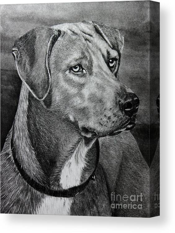 Dog Canvas Print featuring the drawing Rhodesian Ridgeback by Terri Mills