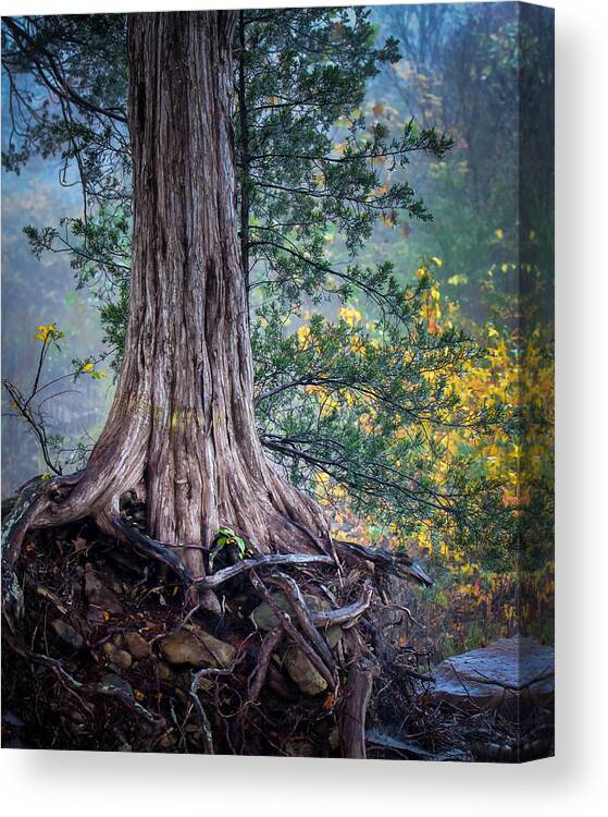 Ozarks Canvas Print featuring the photograph Rooted by James Barber