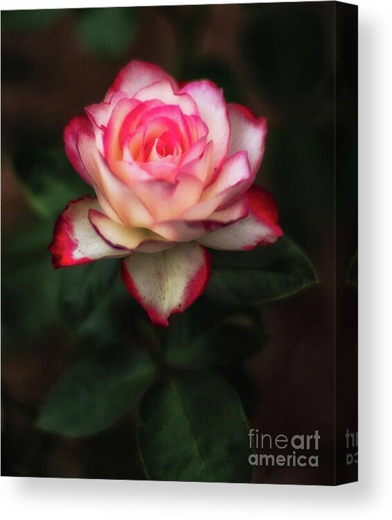 Anniversary Canvas Print featuring the photograph Rose by Bill Frische