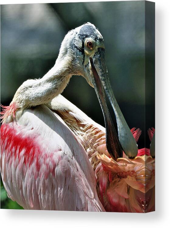 Bird Canvas Print featuring the photograph Roseate Spoonbill by Donna Proctor