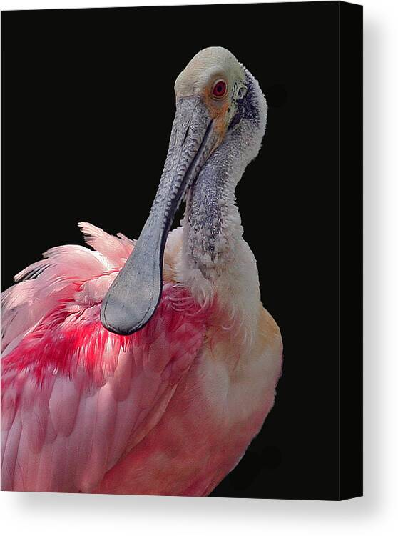Roseate Spoonbill Canvas Print featuring the photograph Roseate Spoonbill by Larry Linton