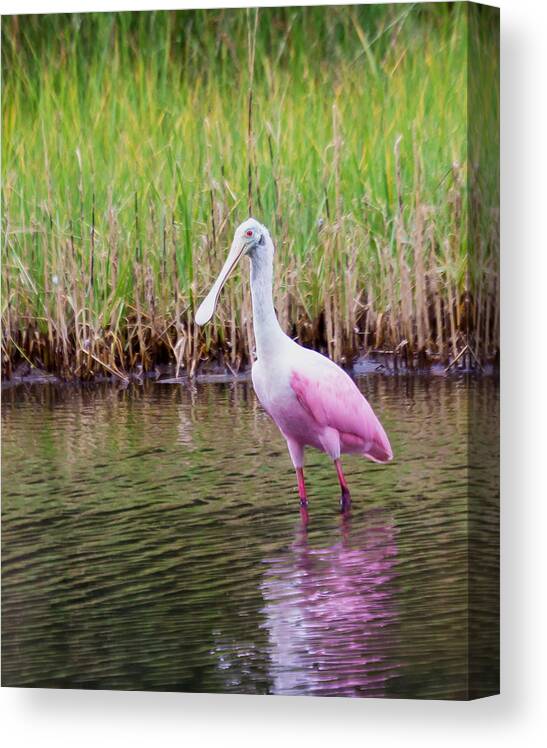 Wildlfe Canvas Print featuring the photograph Roseate Spoonbill by Patricia Schaefer