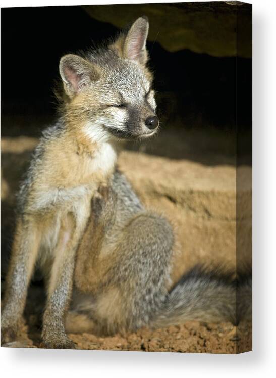 Gray Fox Canvas Print featuring the photograph Scratching Gray Fox by Michael Dougherty