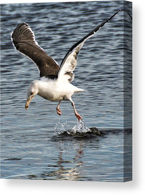 Wildlife Canvas Print featuring the photograph Seagull Water Dance by William Selander