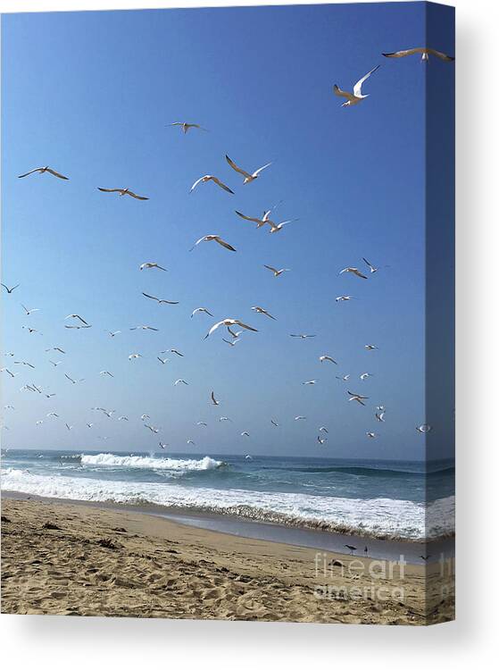 Seagulls Canvas Print featuring the photograph Seagulls in the Morning by Cheryl Del Toro